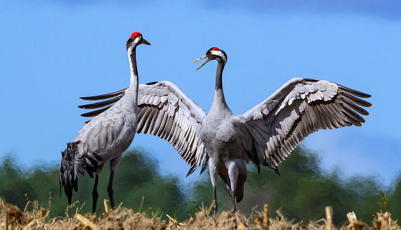 Mögen sie gesund bleiben: Derzeit breitet sich in unter Kranichen die Vogelgrippe aus. Wer tote Vögel findet, sollte sie nicht anfassen. Mögen sie gesund bleiben: Derzeit breitet sich in unter Kranichen die Vogelgrippe aus. Wer tote Vögel findet, sollte sie nicht anfassen.