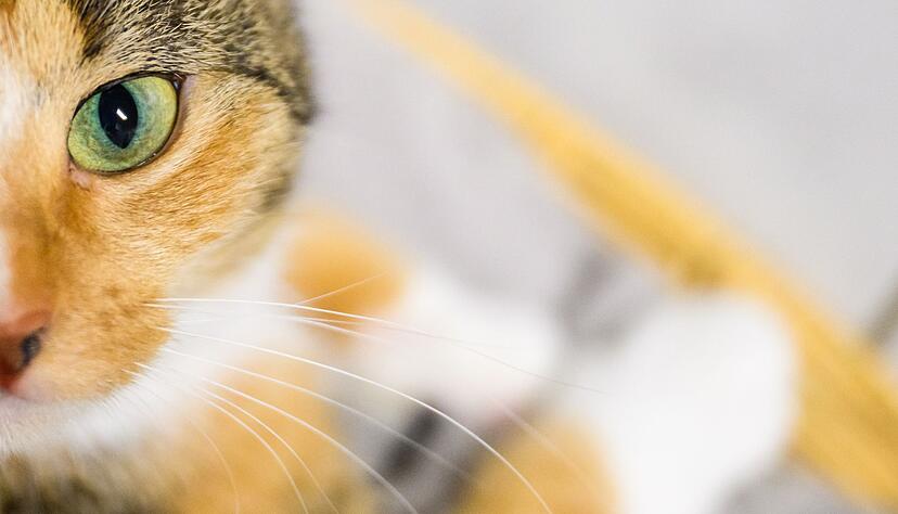 Die Gesundheit der Katzen verbesserte sich nach der Behandlung nicht. (Symbolbild)