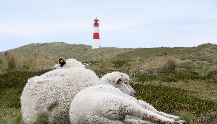 Auf dem Ellenbogen in List (Sylt) hatte der Goldschakal seit Mai mehrere L&auml;mmer gerissen. (Archivbild)