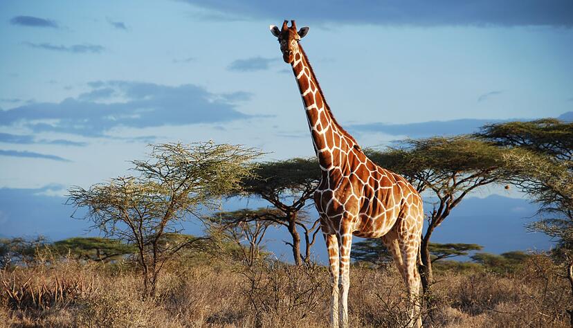 Eine Netz-Giraffe im Samburu National Park, Kenia.
