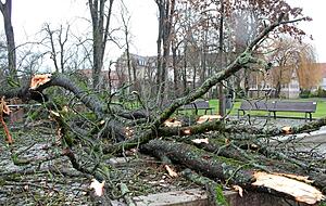 Im &Ouml;hringer Hofgarten entwurzelte der Wind eine morsche Kastanie, die auf das Kneipp-Becken st&uuml;rzte. Die Baumkrone zerstob in tausend Teile.
Foto: Torsten B&uuml;chele