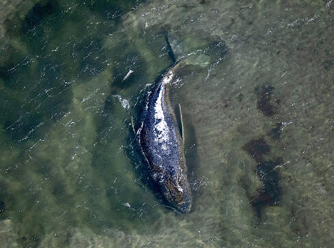 Der Wal liegt in einer freigesp&uuml;lten Kuhle vor der Insel Poel (Aufnahme aus einem Flugzeug).