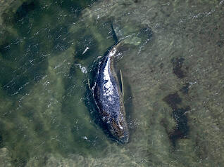 Der Wal liegt in einer freigesp&uuml;lten Kuhle vor der Insel Poel (Aufnahme aus einem Flugzeug).