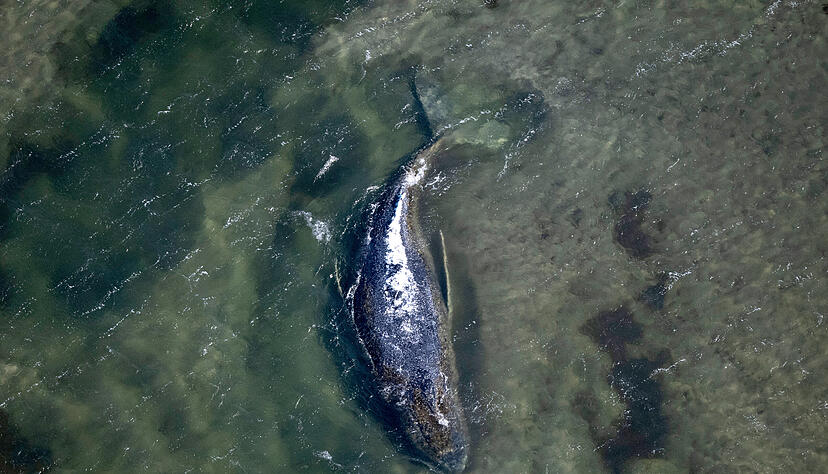 Der Wal liegt in einer freigesp&uuml;lten Kuhle vor der Insel Poel (Aufnahme aus einem Flugzeug).