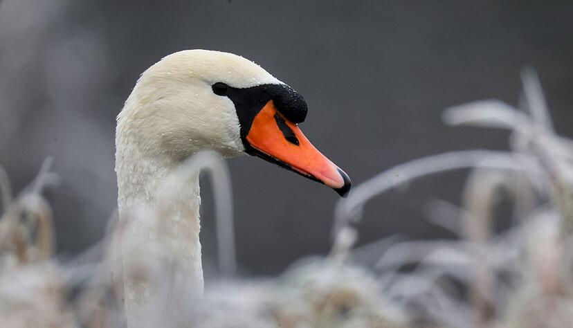 Das Tier war verletzt. (Symbolbild)