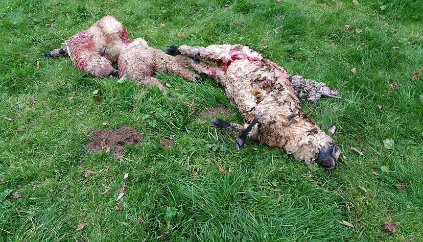 Ein Wolf hat am 7. Oktober drei Lämmer bei Unterkessach auf einer Weide gerissen. Foto: Michael Straußberger Ein Wolf hat am 7. Oktober drei Lämmer bei Unterkessach auf einer Weide gerissen. Foto: Michael Straußberger