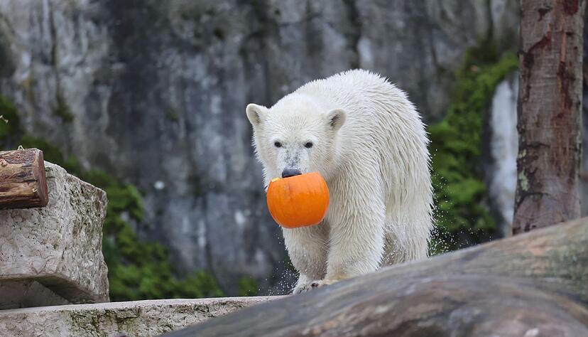 Auch Kürbisse gab es zum Ehrentag. Mehrere Hundert Gäste kamen zur Geburtstagsfeier.