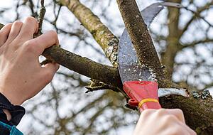 Sägen jeder Art bewähren sich bei dickeren Ästen, erfordern aber auch Geschick. Foto: Mario Berger Sägen jeder Art bewähren sich bei dickeren Ästen, erfordern aber auch Geschick. Foto: Mario Berger