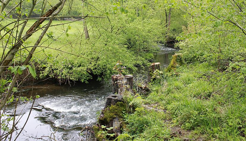 Eine Chemikalie ist im April 2019 in die Schozach geflossen. Tausende Fische starben. Nun wollen Pächter und Regierungspräsidium ein Konzept entwickeln, um einen intakten Fischbestand aufzubauen. Foto: Archiv/Friedrich Eine Chemikalie ist im April 2019 in die Schozach geflossen. Tausende Fische starben. Nun wollen Pächter und Regierungspräsidium ein Konzept entwickeln, um einen intakten Fischbestand aufzubauen. Foto: Archiv/Friedrich