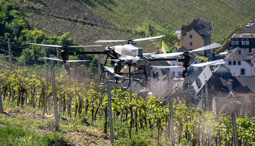 Zwischen High Tech und Hausmittelchen: Winzer setzen beim Wengert-Spritzen teils tats&auml;chlich Drohnen  ein. Backpulver ist dabei ein gutes Pflanzenschutzmittel, sein Einsatz aber pl&ouml;tzlich verboten.