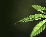 Cannabidiol, kurz CBD, ist Bestandteil der Hanfpflanze. Foto: Valerii/stock.adobe.com