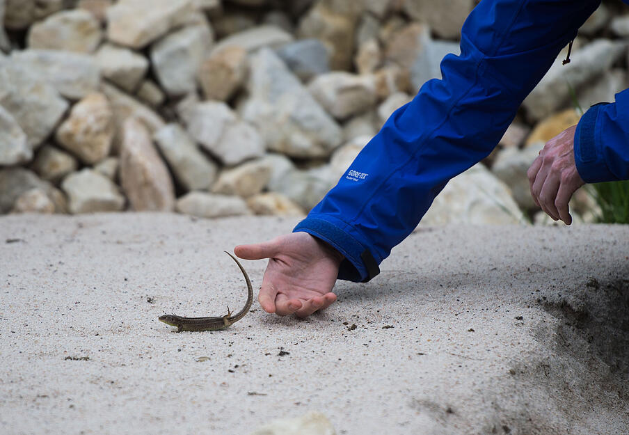 Eine Zauneidechse (Lacerta agilis) springt in ihrem neuen Lebensraum der Mineralogin Sandra Panienka von der Hand. Die Tiere sorgen 2017 wieder für Verzögerung des Megaprojektes. 250 Eidechsen muss die Bahn aus Artenschutzgründen umsiedeln. Eine Zauneidechse (Lacerta agilis) springt in ihrem neuen Lebensraum der Mineralogin Sandra Panienka von der Hand. Die Tiere sorgen 2017 wieder für Verzögerung des Megaprojektes. 250 Eidechsen muss die Bahn aus Artenschutzgründen umsiedeln.