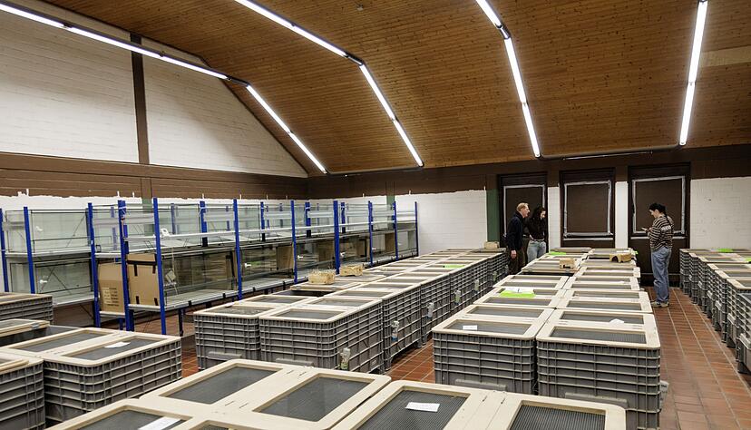 In Großboxen werden im NRW-Artenschutzzentrum in Metelen rund 160 Feldhamster für die Zucht gehalten. In Großboxen werden im NRW-Artenschutzzentrum in Metelen rund 160 Feldhamster für die Zucht gehalten.