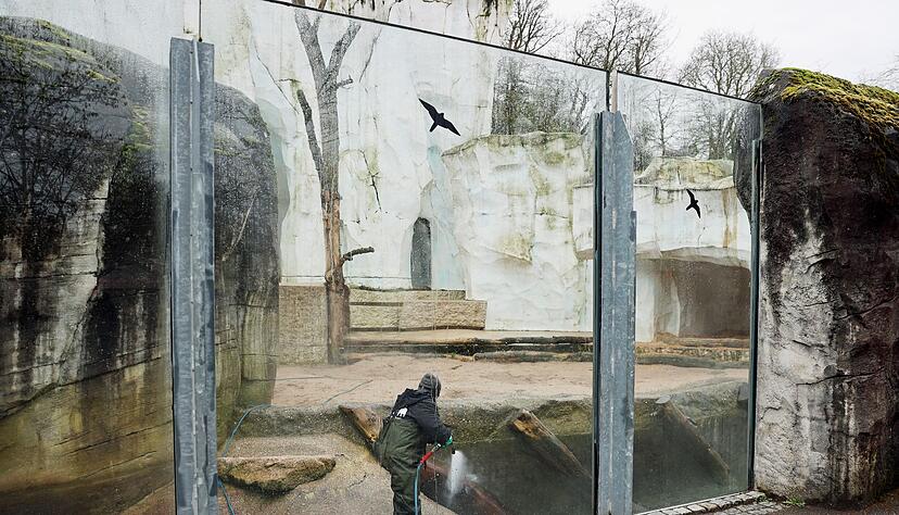 Am Morgen nach dem Vorfall reinigen Zoomitarbeiter die Tiergehege. Am Morgen nach dem Vorfall reinigen Zoomitarbeiter die Tiergehege.