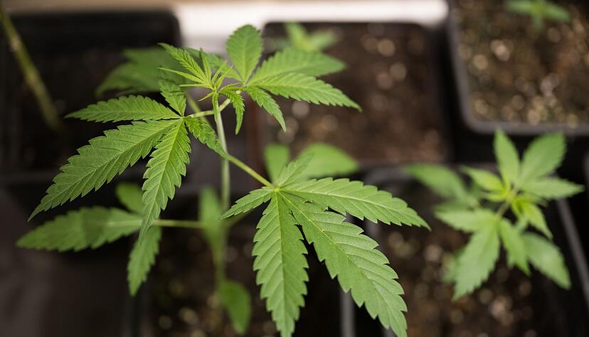 Der Anbau von Cannabis kann in Vereinen in der Region Heilbronn erst nach einer Genehmigung starten. Der Anbau von Cannabis kann in Vereinen in der Region Heilbronn erst nach einer Genehmigung starten.