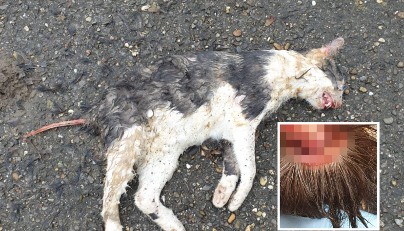 In Bad Rappenau wurde eine tote Katze ohne Schwanzfell entdeckt.