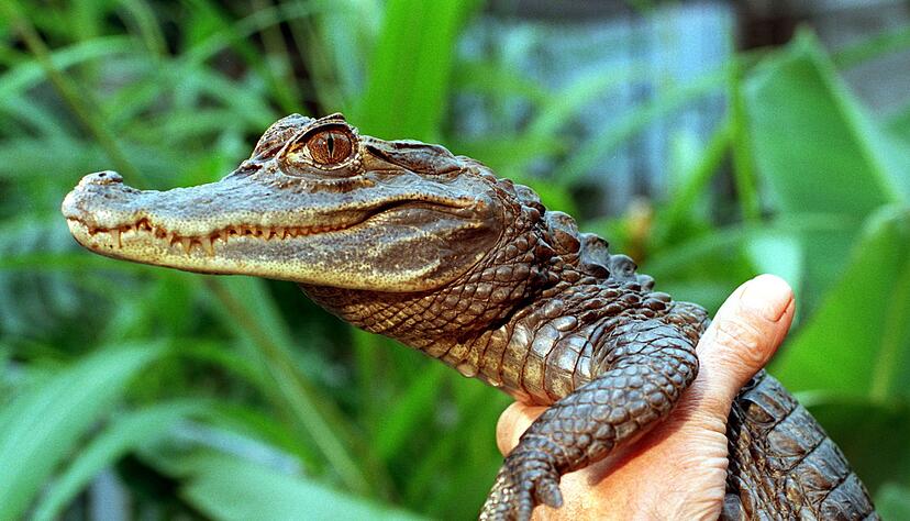Sammy entkam an einem Badesee. Sammy entkam an einem Badesee.