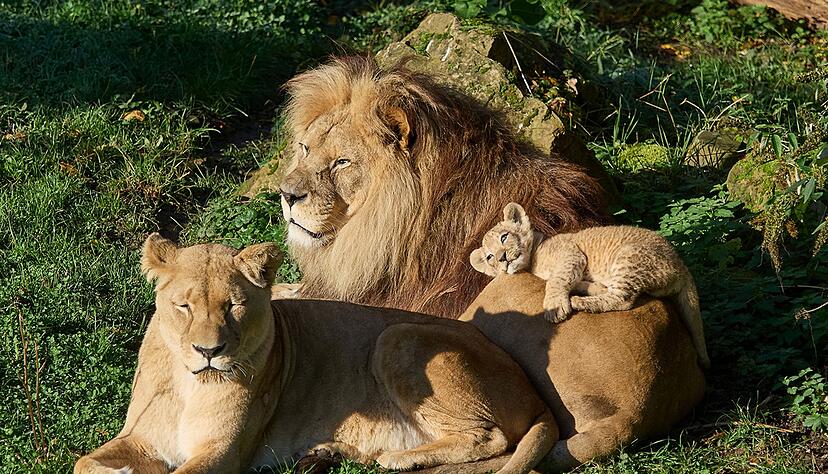 L&ouml;we Chalid musste eingeschl&auml;fert werden