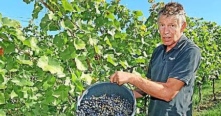 Rentner Edgar Kellner hilft das ganze Jahr &uuml;ber im Wengert mit, freiwillig.