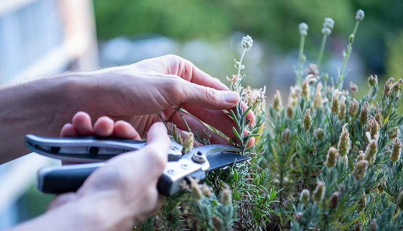 Vom Lavendel lässt sich im Sommer Nachwuchs ziehen. Vom Lavendel lässt sich im Sommer Nachwuchs ziehen.