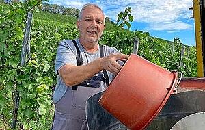 Eberhard H&auml;fele will fr&uuml;h zum Abliefern an die Kellerei. "Dann geht&acute;s schneller."