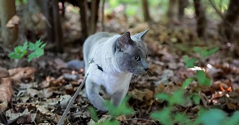 Spaziergänge an der Leine bieten Abwechslung – wenn die Katze sich wohlfühlt.