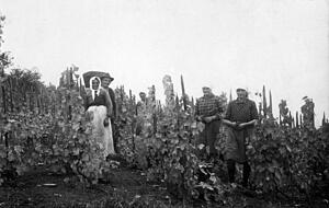 Einst wurden die Rebstöcke noch direkt an Pfähle gebunden. Marie Löffler (weiße Schürze) mit Sohn Gottlob sowie Martha Trender (2.v.r.), die Großmutter und die Mutter von Isolde Heinrich. Einst wurden die Rebstöcke noch direkt an Pfähle gebunden. Marie Löffler (weiße Schürze) mit Sohn Gottlob sowie Martha Trender (2.v.r.), die Großmutter und die Mutter von Isolde Heinrich.