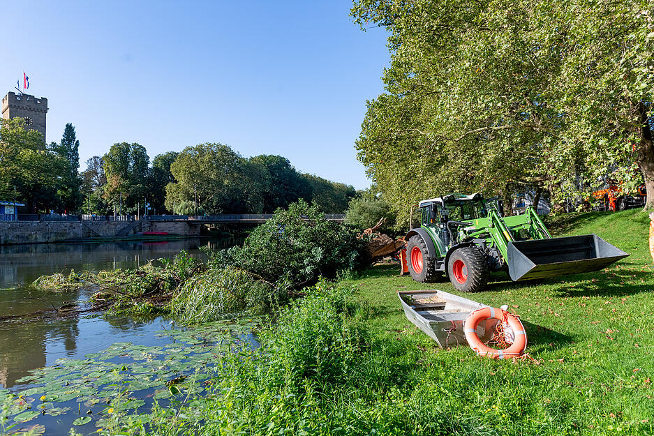 Umgestürzte Weide wird aus dem Wasser geholt