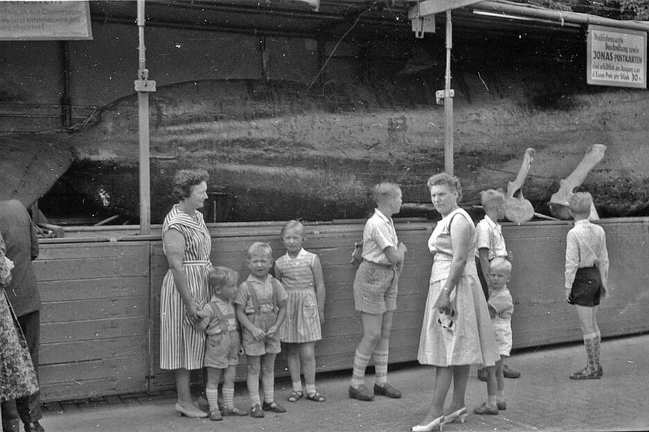 Im Jahr 1961 wurde Jonas der Wal in Papenburg im Emsland gezeigt.