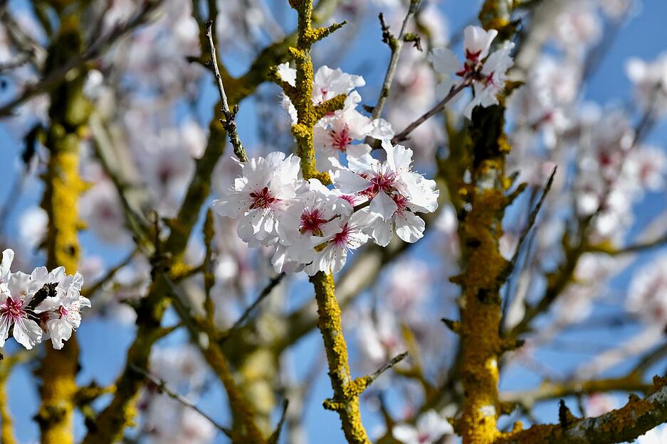 Die Mandelbl&uuml;te wird aufgrund ihrer Farbe und der Form oft mit der Kirschbl&uuml;te verwechselt. Auf dem Eselsberg in Flein steht allerdings ein Mandelbaum.