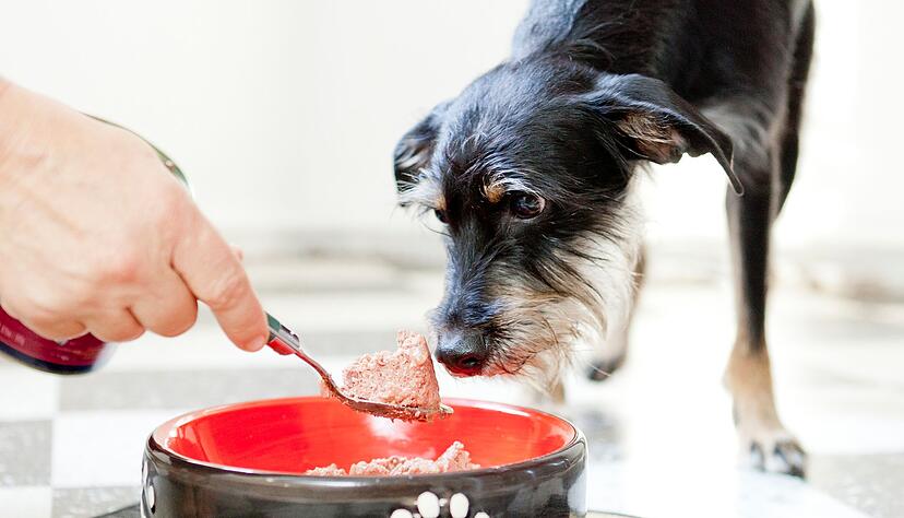 Nicht zu viel Futter vorab kaufen: Was Ihr neuer Mitbewohner besonders mag, finden Sie erst mit der Zeit heraus. Nicht zu viel Futter vorab kaufen: Was Ihr neuer Mitbewohner besonders mag, finden Sie erst mit der Zeit heraus.