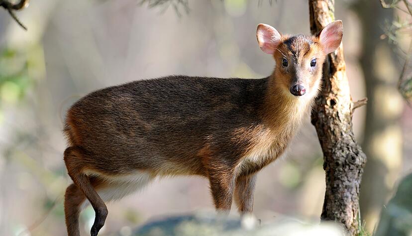 Sieht aus wie ein Mini-Hirsch, ist aber ein Muntjak - und geh&ouml;rt eigentlich nicht nach Kirchheim. (Archivbild)