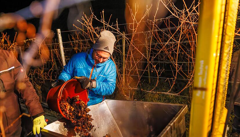 Winzer Philipp Kiefer hatte am Wochenende Erfolg.