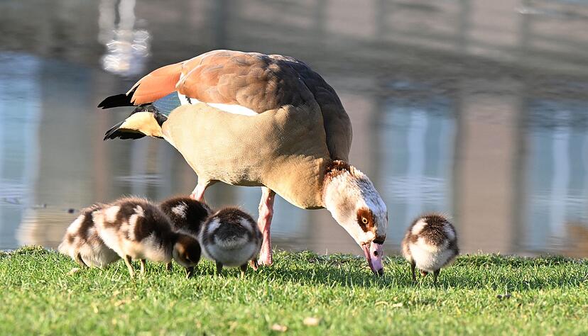 Die Nilgans frisst &uuml;berwiegend Pflanzen - aber Pommes scheint sie auch zu lieben. (Archivbild)