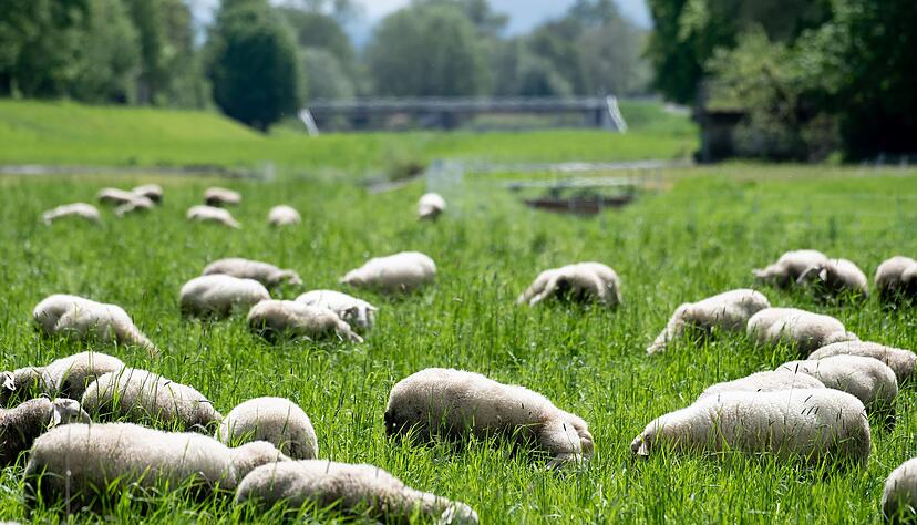 Das weiße Fell der Hausschafe geht auf jahrtausendealte Züchtung zurück. (Archivbild) Das weiße Fell der Hausschafe geht auf jahrtausendealte Züchtung zurück. (Archivbild)