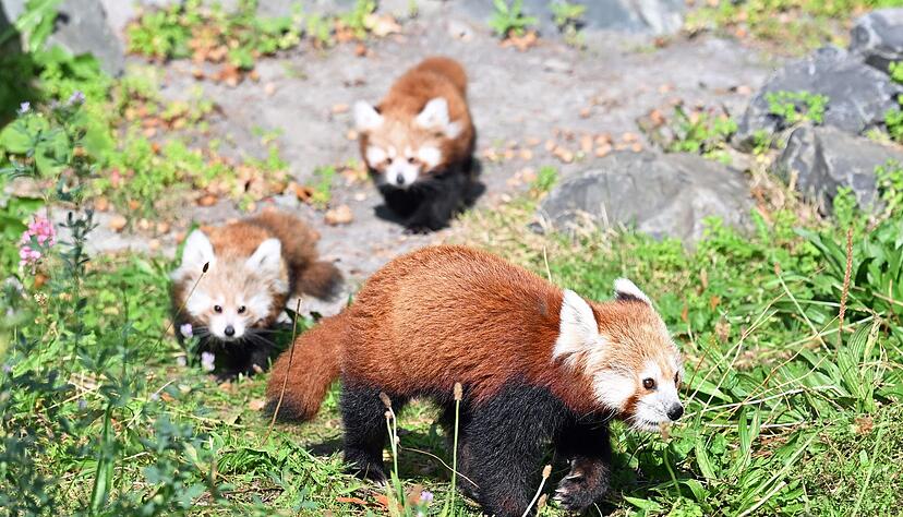 Die jungen Zwillinge folgen ihrer Mutter &uuml;ber das Gras.