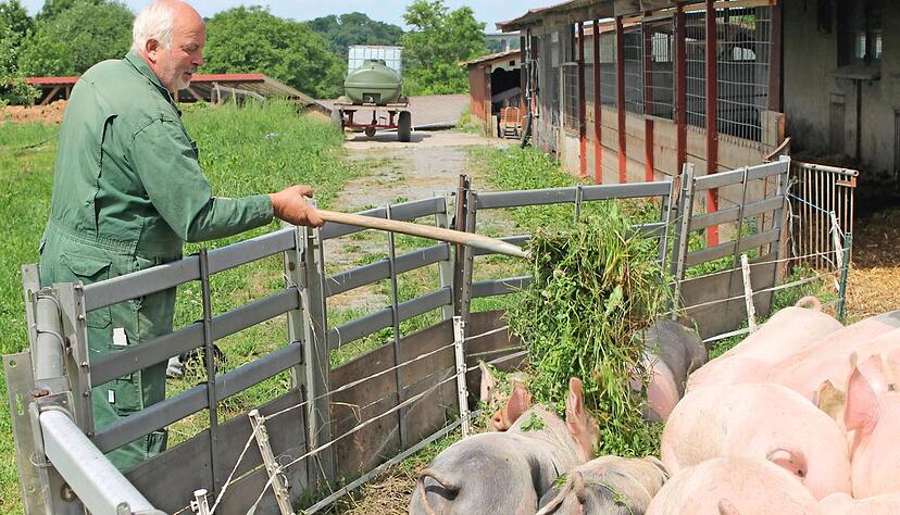 Walter Kress f&uuml;ttert seine rund 20 Weideschweine auf dem Haaghof. Das Bio-Fleisch verkaufen die Edeka-Ueltzh&ouml;fer-M&auml;rkte in der Region.Foto: Julia Neuert
