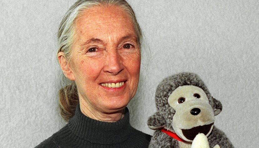 Jane Goodall brachte oft einen Affen mit. (Archivbild) Jane Goodall brachte oft einen Affen mit. (Archivbild)