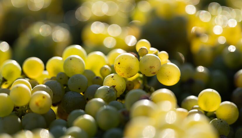 In den deutschen Anbaugebieten kam 2024 die drittniedrigste Weinmost-Menge der vergangenen 15 Jahre zusammen (Archivbild).