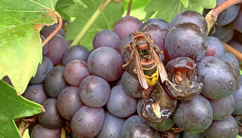 Hornissen und andere Insekten wie etwa die Kirschessigfliege fressen manche Traubenbeeren an und bringen sie zum Faulen, so wie diesen Trollinger.
Foto: Kilian Krauth Hornissen und andere Insekten wie etwa die Kirschessigfliege fressen manche Traubenbeeren an und bringen sie zum Faulen, so wie diesen Trollinger.
Foto: Kilian Krauth