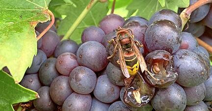 Hornissen und andere Insekten wie etwa die Kirschessigfliege fressen manche Traubenbeeren an und bringen sie zum Faulen, so wie diesen Trollinger.
Foto: Kilian Krauth Hornissen und andere Insekten wie etwa die Kirschessigfliege fressen manche Traubenbeeren an und bringen sie zum Faulen, so wie diesen Trollinger.
Foto: Kilian Krauth