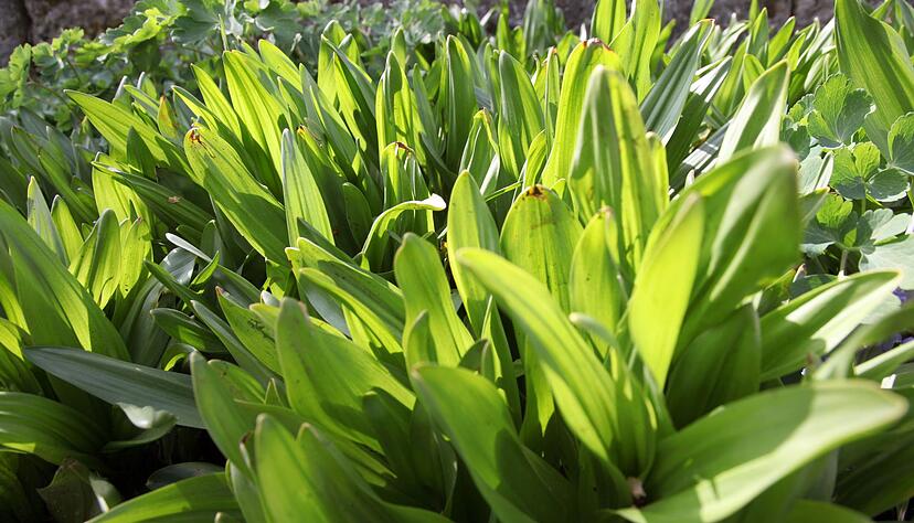 Die Bl&auml;tter der Herbstzeitlosen k&ouml;nnen am ehesten mit denen des B&auml;rlauchs verwechselt werden.