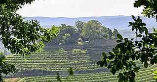 Die Burgruine Weibertreu ist Namensgeberin f&uuml;r das gro&szlig;e, bunte Fest, das am zweiten Mai-Wochenende in Weinsberg gefeiert wird.