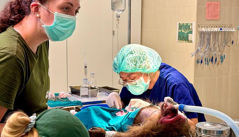 Die WFFT-Veterin&auml;rin Dr. Kwan bei ihrer t&auml;glichen Arbeit - hier operiert sie einen B&auml;renmakak.