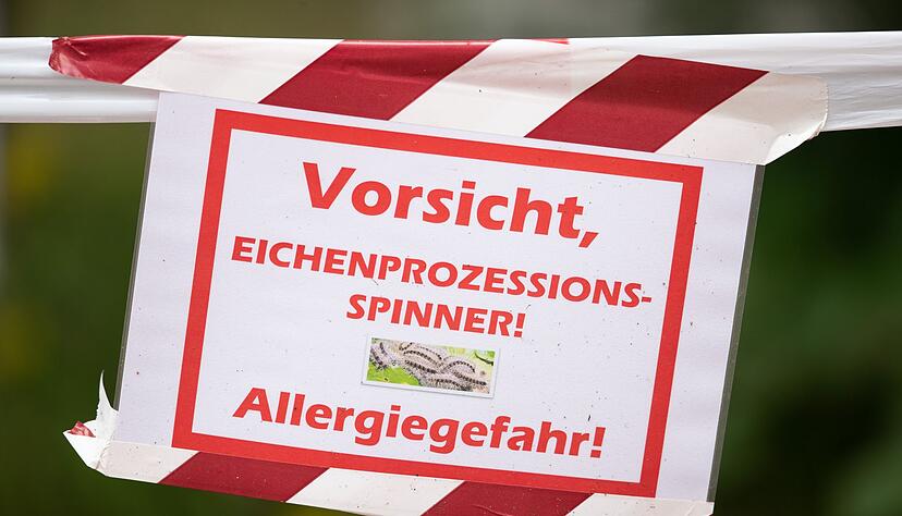 Die feinen und giftigen Haare der Raupe können beim Menschen starke Reaktionen auslösen. (Archivbild) Die feinen und giftigen Haare der Raupe können beim Menschen starke Reaktionen auslösen. (Archivbild)