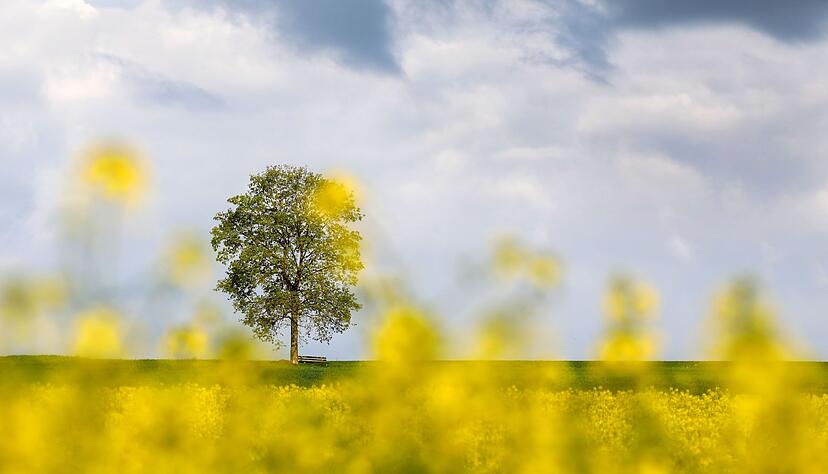 Eine Bank steht unter einem Baum neben einem Rapsfeld. Eine Bank steht unter einem Baum neben einem Rapsfeld.