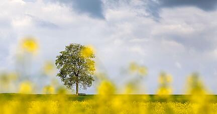 Eine Bank steht unter einem Baum neben einem Rapsfeld.