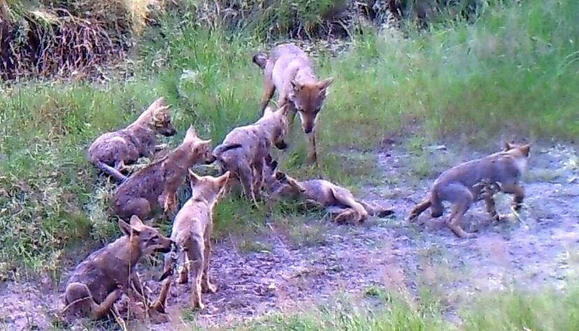 Eine Wolfsfamilie mit jungen Tieren bei Gartow in Niedersachsen: In Baden-Württemberg gibt es derzeit noch keine solchen Rudel. Foto: dpa