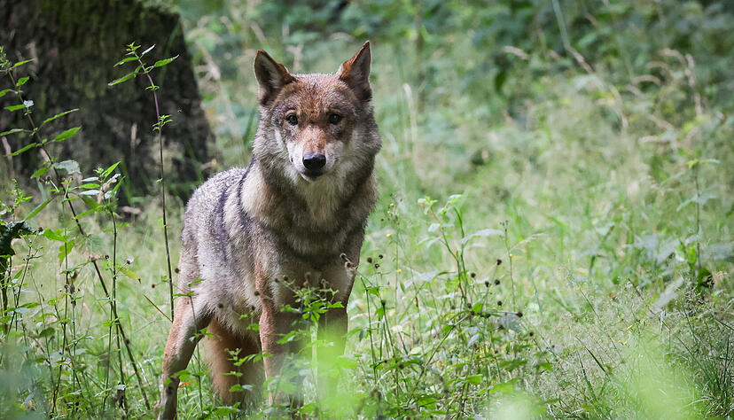 Augenzeugen behaupten: Ein Wolf wurde in Hohenlohe gesichtet.
Foto: Archiv/dpa