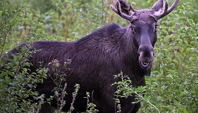 Im Schwarzwald ist ein Elch gesichtet worden, ausgeb&uuml;xt ist das Tier aber offenbar nicht.